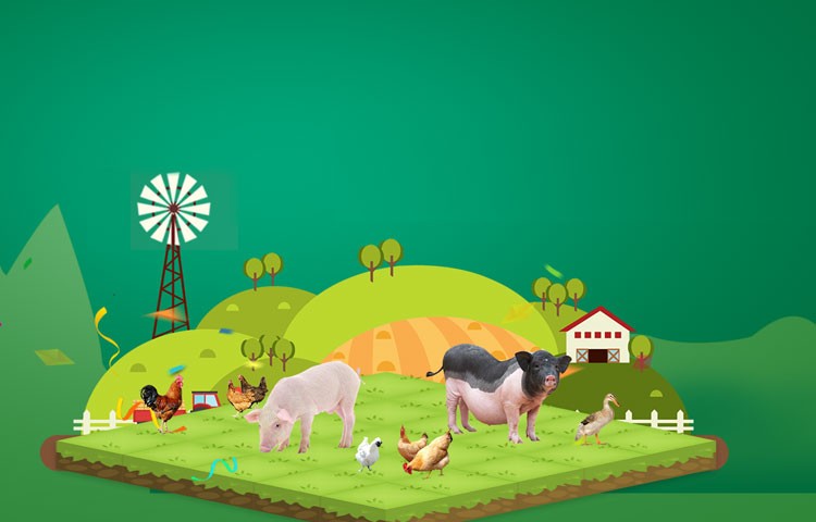 中国尊龙养殖成本更低、更赚钱，做高性价比饲料领导者