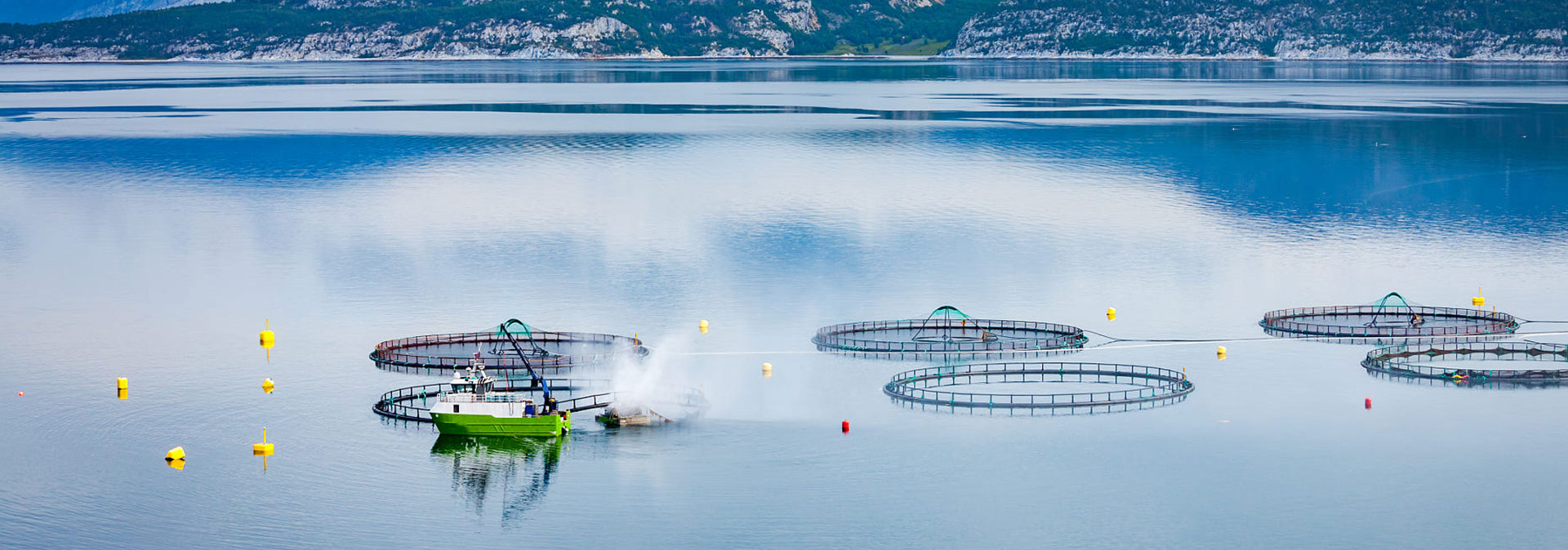 中国尊龙养殖成本更低、更赚钱